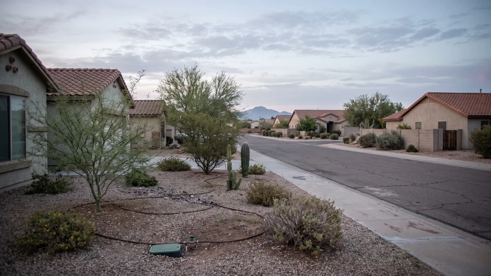 Quiet residential street in Glendale, Arizona at dawn with stucco homes, palo verde trees, gravel front yards and a saguaro