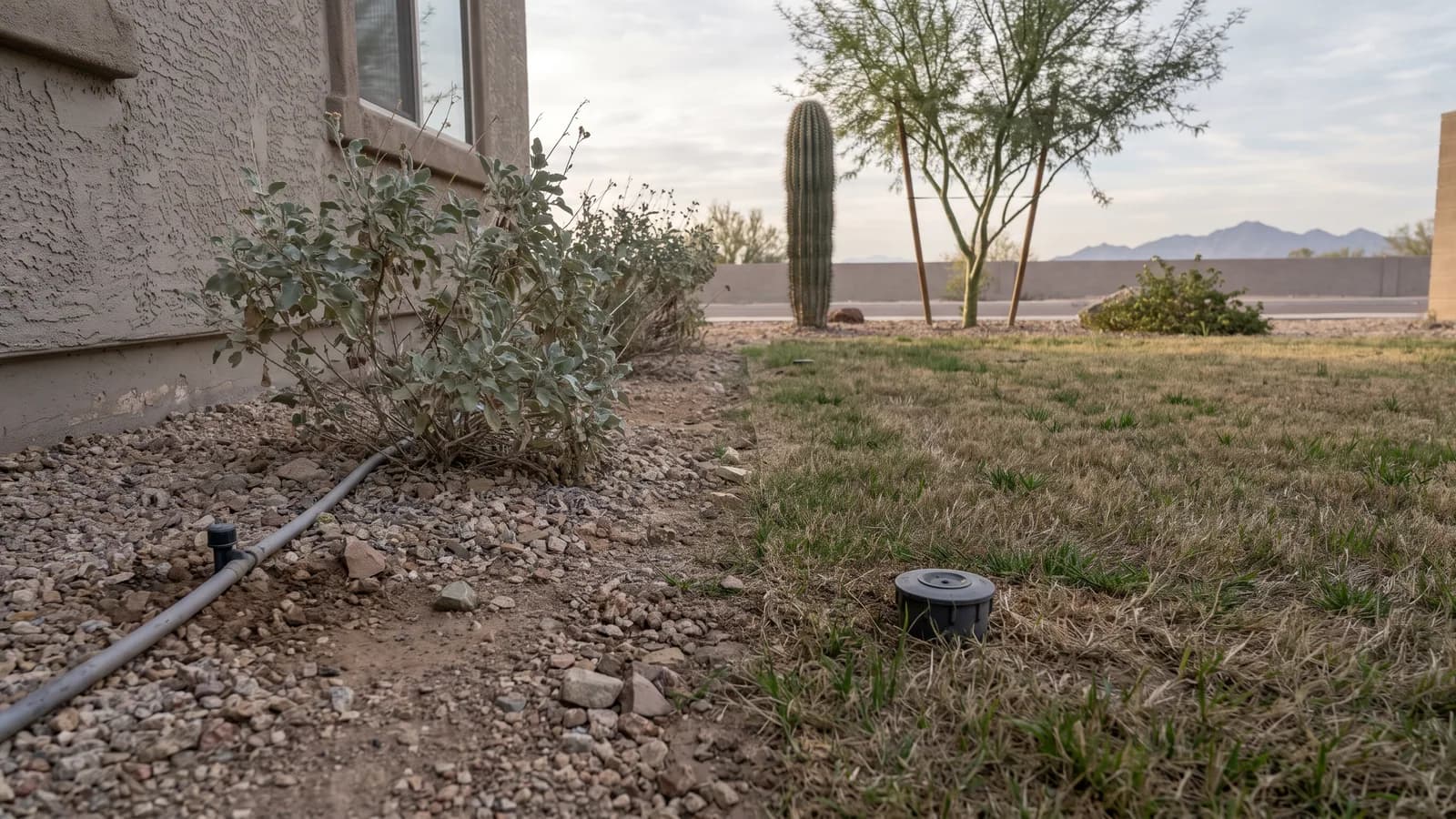 Desert planting bed with a drip emitter at a shrub on one side and a pop-up spray head at a turf edge on the other
