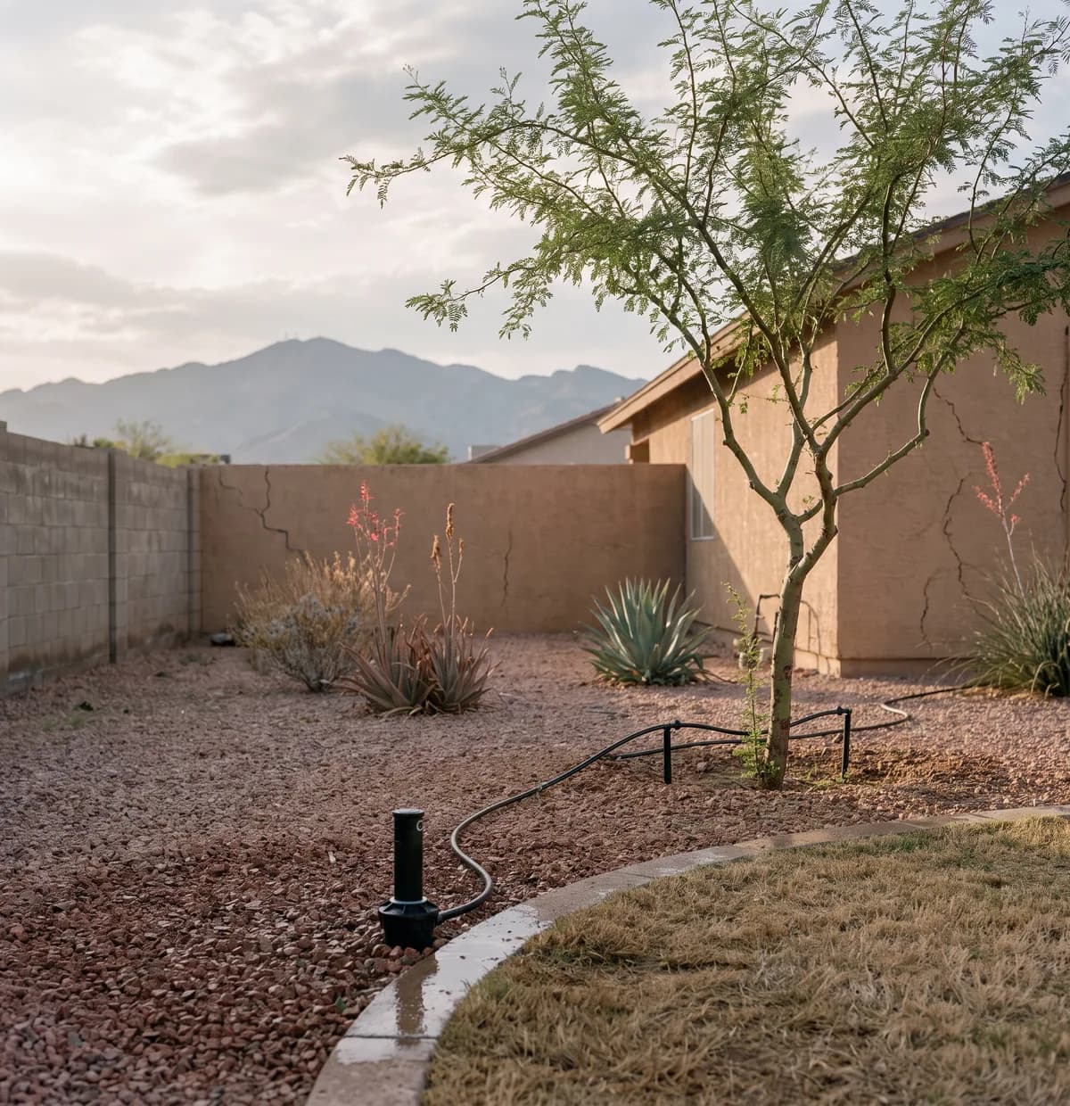 Pop-up spray head flush with a gravel edge beside a small turf strip and a drip line to a young mesquite in a Glendale front yard